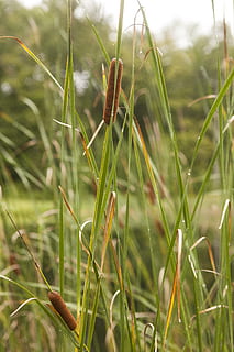 gespa verda, creixement, planta, color verd, naturalesa, primer pla, bellesa a la natura, centrar-se en primer pla, dia, camp, cap gent, tranquil·litat, herba, terra, a l'aire lliure, cattail, enfocament selectiu, fulla d'herba, fragilitat, frescor, vulnerabilitat, rosada, 5K, CC0, domini públic, lliure de regalies