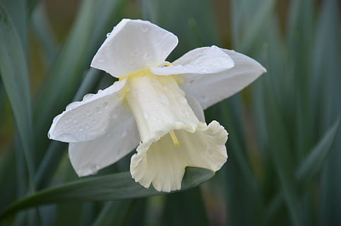 påskelilje, forår, påske, have, forårsbloem, harbinger af foråret, tæt på, natur, hvid, narcissus, regndråbe, kronblad, blomst, blomstrende plante, skønhed i naturen, plante, friskhed, sårbarhed, skrøbelighed, vækst, blomsterstand, blomsterhoved, hvid farve, dråbe, vand, ingen mennesker, våd, fokus på forgrunden, udendørs, renhed, pollen, iris - plante, dug, 4K, CC0, offentligt domæne, royaltyfrie