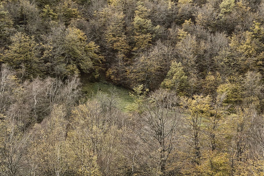 buky, les, stromy, krajina, asturie, rostlina, strom, růst, krása v přírodě, nikdo, klid, přistát, den, Příroda, klidné scény, scenics - příroda, mimoměstské scény, venku, životní prostředí, vysoký úhel pohledu, voda, dálkový, jehličnatého stromu, borové lesy, 4K