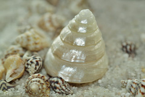 perla, shell, Příroda, objekt, tvrdý, zvířat, zvíře, detail, nikdo, zvířata ve volné přírodě, zaměřit se na popředí, moře, zvířecí shell, přistát, mušle, selektivní zaměření, písek, mořský život, pláž, námořní, den, krása v přírodě, venku, 4K, CC0, veřejná doména, bez autorských práv