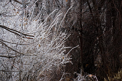 arbres marrons, gel, naturalesa, a l'aire lliure, neu, gelades, hivern, planta, arbre, tempesta, cargol, terra, temps, vent de neu, bosc, vegetació, àngel de neu, tronc de l'arbre, animal, ocell, branca, temperatura de fred, tranquil·litat, cap gent, bellesa a la natura, arbre nu, dia, creixement, escena no urbana, congelat, escena tranquil·la, planta morta, nevar, 5K, CC0, domini públic, lliure de regalies
