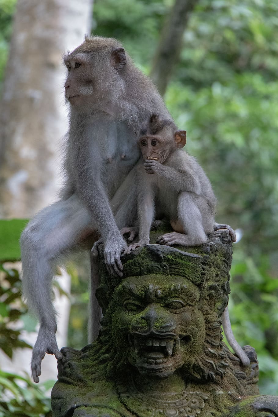 zwei Primaten, Säugetier, Gruppe von Tieren, Tiere in freier Wildbahn, zwei tiere, Primas, Tierwelt, Fokus auf den Vordergrund, Sitzung, Tag, keine Leute, Jungtier, Wirbeltier, Baum, Natur, weibliches Tier, Zusammengehörigkeit, draußen, Tierfamilie, 5K