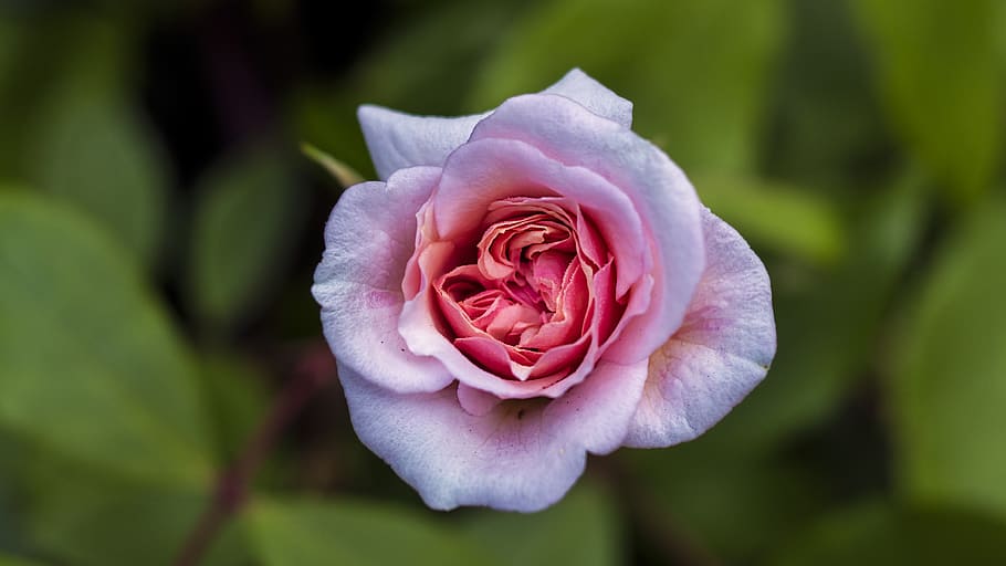 naturalesa, bonic, macro, primavera, Portland, rosa, pot florir, El poder de la flor, flor, planta, planta amb flors, primer pla, bellesa a la natura, frescor, color rosa, flor de roses, pètal, centrar-se en primer pla, inflorescència, fragilitat, cap de flor, vulnerabilitat, creixement, cap gent, a l'aire lliure, 4K