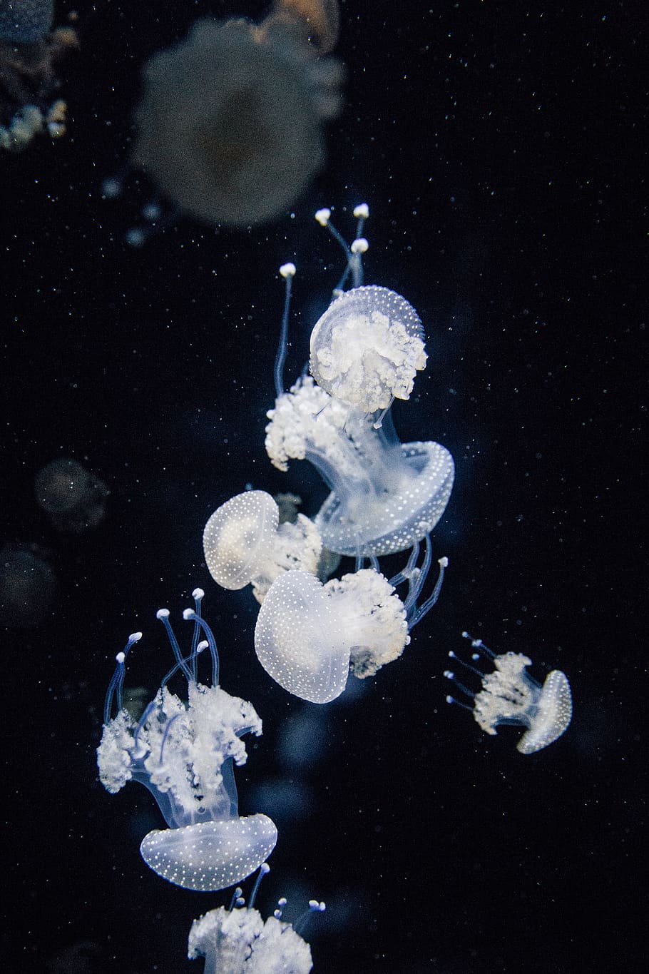 witte kwallen, kwal, dier, ongewerveld, zeeleven, Bazel, dierentuin basel, Zwitserland, universum, ruimte, astronomie, water, levend, zwemmen, onderwater-, zee, zeeschepsel, dierentuin, asfalt, dierlijke thema's, dieren in het wild, dierenleven, groep dieren, marinier, geen mensen, detailopname, natuur, onderzees, schoonheid in de natuur, aquarium, drijvend op water, 5K
