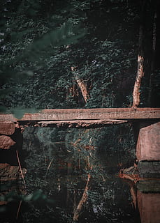 rūdys, medis, augalų, skalūnas, pastatas, karkasas, turėklai, bunkeris, mediena, žuvis, gyvūnas, kelias, takas, eglės, abies, plytų, architektūra, stabdis, tekstūra, kripta, pobūdį, vanduo, nėra žmonių, miškas, dieną, lauke, ramybė, mediena - medžiaga, ežeras, žemės, atspindys, pastatyta struktūra, kietas, Rokas, senas, 4K, CC0, Viešasis domenas, nemokamai