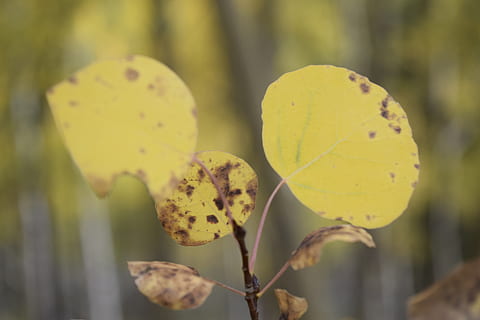 Exappiah, Blatt, Gelb, Nahansicht, Pflanze, Wachstum, Fokus auf den Vordergrund, Schönheit in der Natur, keine Leute, Blume, Verletzlichkeit, Natur, Tag, blühende Pflanze, Zerbrechlichkeit, Frische, draußen, Pflanzenstamm, selektiver Fokus, Pflanzenteil, Blütenstand, Blütenkopf, 5K, CC0, gemeinfrei, lizenzfrei