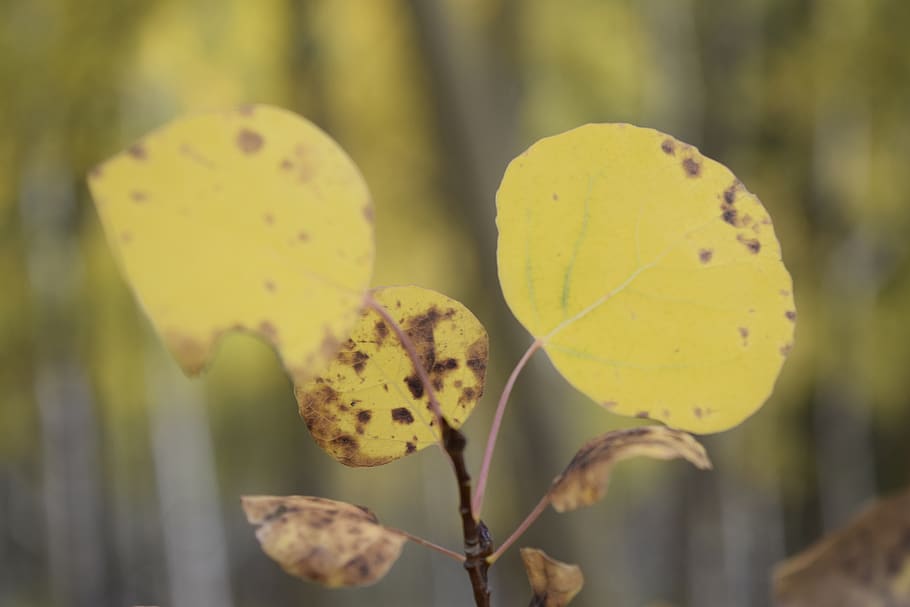 Exappiah, Blatt, Gelb, Nahansicht, Pflanze, Wachstum, Fokus auf den Vordergrund, Schönheit in der Natur, keine Leute, Blume, Verletzlichkeit, Natur, Tag, blühende Pflanze, Zerbrechlichkeit, Frische, draußen, Pflanzenstamm, selektiver Fokus, Pflanzenteil, Blütenstand, Blütenkopf, 5K