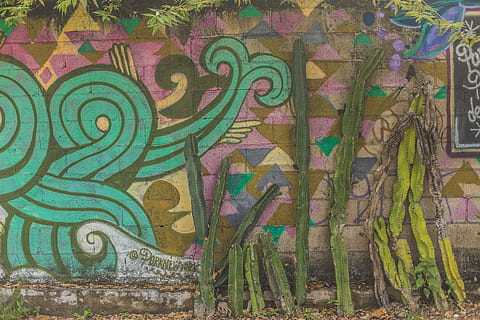 graffiti, Esplorare, inverno, estate, viaggio, voglia di girovagare, CACTU, Messico, artista, fotografia, strada, arte di strada, arte, multicolore, creatività, modello, nessuno, arte e artigianato, design, giorno, caratteristica della parete, parete, architettura, all'aperto, struttura costruita, sfondi, vista dall'alto, fotogramma intero, motivo floreale, avvicinamento, mestiere, pavimentazione, murale, 5K, CC0, dominio pubblico, privo di copyright