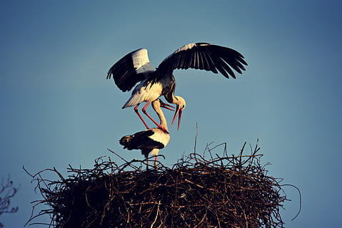 Storch, Vogel, Tier, Paarung, Feder, Gefieder, Bein, Schnabel, Flügel, Nest, Schwangerschaft, Symbol, Baby, Tierthemen, Tiere in freier Wildbahn, Wirbeltier, Tierwelt, Himmel, Gruppe von Tieren, fliegend, zwei tiere, die Flügel ausbreiten, klarer Himmel, Natur, keine Leute, Flachwinkelansicht, Tiernest, Tag, Vogelnest, draußen, Tierfamilie, 4K, CC0, gemeinfrei, lizenzfrei