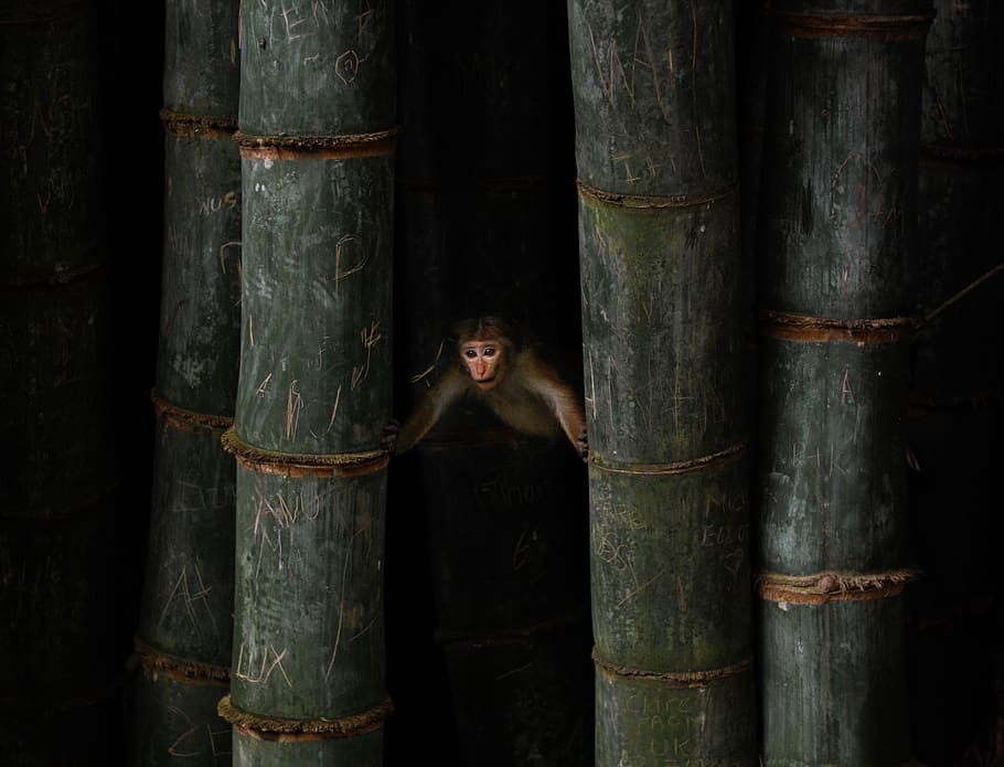marró, mico, dos, verd, bambús, de peu, una persona, vista frontal, retrat, mig adult, mirant la càmera, adult, emoció, dones, arbre, bosc, persones reals, material de fusta, a l'aire lliure, activitat d'oci, homes, bambú - planta, columna arquitectònica, compost digital, 2K