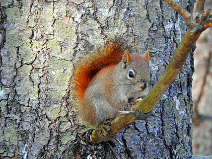wiewiórka, Natura, drzewo, uroczy, gryzonie, mały, ciekawy, gryzoń, pnia drzewa, bagażnik samochodowy, zwierzę, tematy zwierzęce, zwierzęca przyroda, jedno zwierzę, ssak, zwierzęta na wolności, roślina, żadnych ludzi, dzień, kręgowiec, kora roślinna, zbliżenie, Oddział, na dworze, szczekać, 4K, CC0, domena publiczna, darmowe zdjęcia