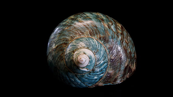 cáscara, espiral, mariscos, fondo, naturaleza, caracol, Oceano, mar, formar, concha, de cerca, madre perla, caja, caparazón de caracol, concha de caracol vacía, marítimo, vacío, estructura, decorativo, textura, estructuras, objeto, caparazón de animal, fondo negro, foto de estudio, fauna animal, animal, patrón natural, molusco, temas de animales, nadie, remolino, modelo, solo objeto, adentro, invertebrado, marina, 5K, CC0, dominio público, libre de derechos