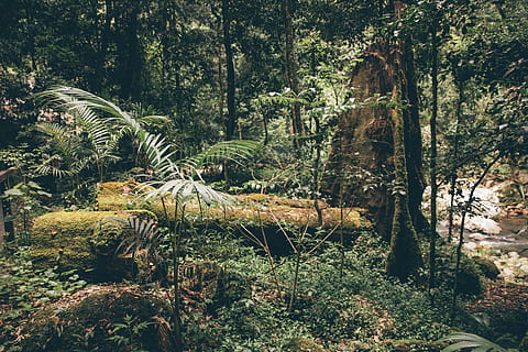 Australia, Springbrook, drzewo, roślina, las, wylądować, wzrost, pnia drzewa, bagażnik samochodowy, piękno natury, spokój, spokojna scena, Natura, dzień, żadnych ludzi, scena pozamiejska, scenics - natura, lesisty teren, na dworze, światło słoneczne, zdalny, środowisko, drzewo iglaste, Las deszczowy, 5K, CC0, domena publiczna, darmowe zdjęcia