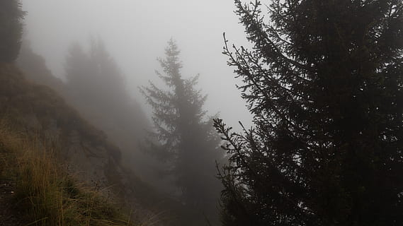 Kiefern, umgeben, Nebel, Baum, Natur, Wald, Italien, hochganghaus, Partschinen, grau, Pflanze, Flora, Nadelbaum, draußen, Vegetation, Land, Cliff, Berg, gruselig, Grusel, unheimlich, Ruhe, Schönheit in der Natur, ruhige Szene, keine Leute, Wachstum, Szenen - Natur, Nicht-städtische Szene, Tag, Winter, Umgebung, kalte Temperatur, Fernbedienung, dunstig, 5K, CC0, gemeinfrei, lizenzfrei
