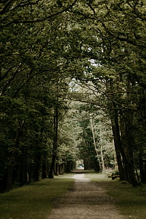 cărare, verde, copaci, cale, copac, pădure, perspectivă, persoană, natură, în aer liber, frunze, excursie pe jos, mers pe jos, tunel, parc național, pădure nouă, drum, Anglia, plantă, calea de urmat, creştere, transport, direcţie, teren, mijloc de transport, diminuarea perspectivei, liniște, ramură, nici o persoana, frumusețe în natură, zi, copac copac, treelined, 4K, CC0, domeniu public, fără drepturi de autor