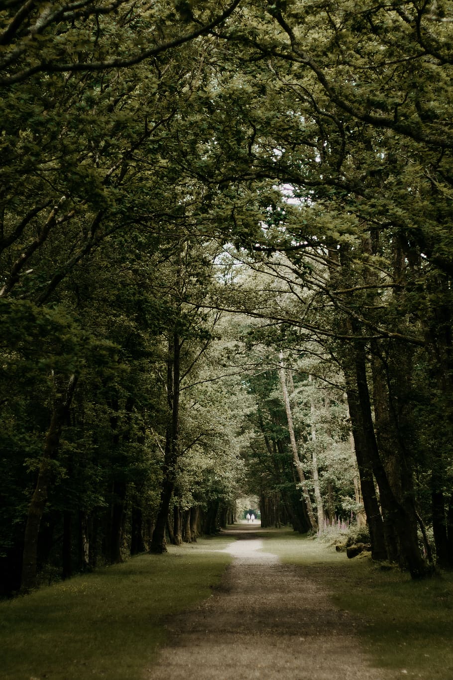 cărare, verde, copaci, cale, copac, pădure, perspectivă, persoană, natură, în aer liber, frunze, excursie pe jos, mers pe jos, tunel, parc național, pădure nouă, drum, Anglia, plantă, calea de urmat, creştere, transport, direcţie, teren, mijloc de transport, diminuarea perspectivei, liniște, ramură, nici o persoana, frumusețe în natură, zi, copac copac, treelined, 4K