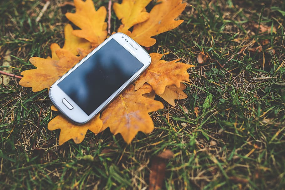 hvid, mobil, efterår, blade, mockup, skærm, smartphone, teknologi, touchscreen, Mark, græs, blad, smart telefon, plante del, trådløs teknologi, bærbar informationsenhed, natur, mobiltelefon, jord, meddelelse, plante, høj vinkel visning, ingen mennesker, dag, forbindelse, tæt på, udendørs, lave om, 5K