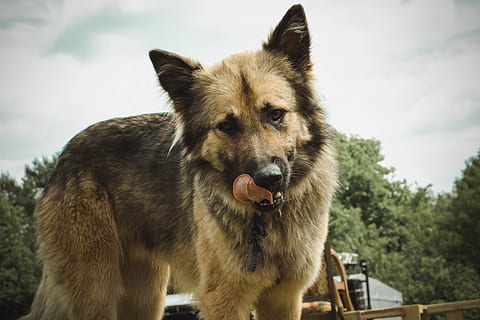 Hund, Tier, Tierthemen, Säugetier, ein Tier, Wirbeltier, Tierwelt, keine Leute, Tiere in freier Wildbahn, Eckzahn, Haustiere, wolke - himmel, Tag, Himmel, Natur, Tierkörperteil, draußen, Wolf, inländisch, Aggression, Mund offen, knurrend, Tierkopf, 5K, CC0, gemeinfrei, lizenzfrei