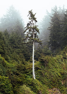 árvores de folhas verdes, árvore, conífera, abeto, flora, abies, plantar, barbas oco, pinho, natureza, floresta, Estados Unidos, alta, tronco, ao ar livre, nuvem, madeira, exterior, ramo, enevoado, crescimento, beleza na natureza, terra, tranquilidade, dia, cor verde, ninguém, cena tranquila, céu, meio Ambiente, scenics - natureza, cena não urbana, névoa, panorama, árvore conífera, Pinheiro, árvore de abeto, 4K, CC0, domínio público, royalty free
