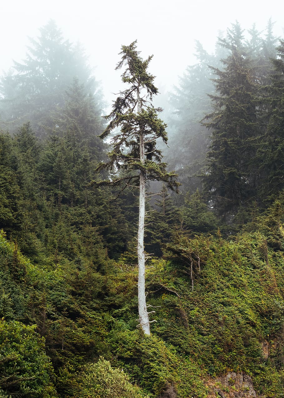árvores de folhas verdes, árvore, conífera, abeto, flora, abies, plantar, barbas oco, pinho, natureza, floresta, Estados Unidos, alta, tronco, ao ar livre, nuvem, madeira, exterior, ramo, enevoado, crescimento, beleza na natureza, terra, tranquilidade, dia, cor verde, ninguém, cena tranquila, céu, meio Ambiente, scenics - natureza, cena não urbana, névoa, panorama, árvore conífera, Pinheiro, árvore de abeto, 4K
