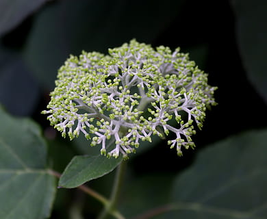 bloesem, bloeien, knop, natuur, tuin-, hortensia, plaat hortensia, groen, jong, struik, zomer, detailopname, fabriek, bloem, schoonheid in de natuur, deel van de plant, blad, versheid, bloeiende plant, groei, kwetsbaarheid, geen mensen, breekbaarheid, voedsel, eten en drinken, bloemblad, bloemhoofd, groene kleur, dag, buitenshuis, Bos bloemen, 4K, CC0, publiek domein, royaltyvrij