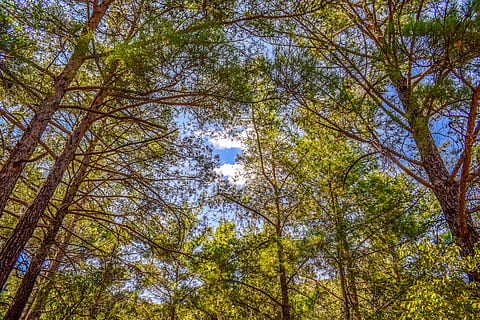 Baumstamm, Wald, Bäume, Natur, Landschaft, Licht, Holz, Morgen, troodos, Zypern, Baum, Pflanze, Flachwinkelansicht, Wachstum, Schönheit in der Natur, Baumkrone, Ruhe, Tag, Ast, Kofferraum, Land, keine Leute, Himmel, große Höhe, Szenen - Natur, ruhige Szene, draußen, Veränderung, direkt darunter, Bambuspflanze, 5K, CC0, gemeinfrei, lizenzfrei