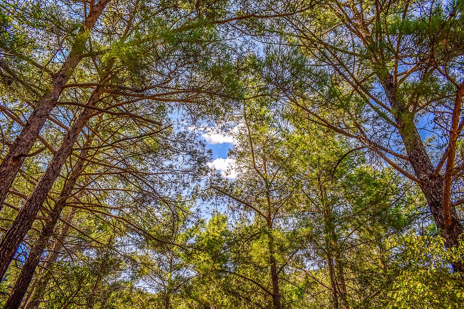 kmen stromu, les, stromy, Příroda, krajina, světlo, dřevo, ráno, troodos, Kypr, strom, rostlina, nízký úhel pohledu, růst, krása v přírodě, strom baldachýn, klid, den, větev, kufr, přistát, nikdo, nebe, vysoká - vysoká, scenics - příroda, klidné scény, venku, změna, přímo pod, bambus - rostlina, 5K