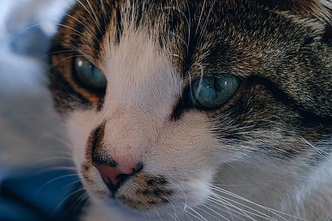 tabby cat, adorabil, animal, pisică, drăguţ, animal domestic, felin, mamifer, animal de companie, mustati, animale de companie, un animal, animale tematice, intern, pisica domestica, animale domestice, a închide, partea corpului animalului, privind camera, animale vertebrate, cap de animal, ochi, portret, mustăţi, nici o persoana, ochi de animale, parte a corpului, nas animal, bot, 5K, CC0, domeniu public, fără drepturi de autor