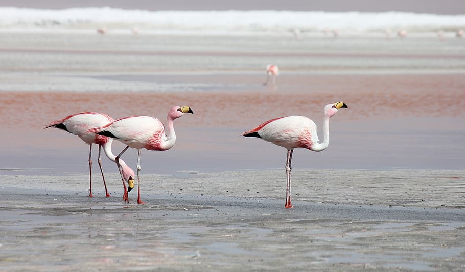 tres flamencs, ocell, animal, ramat, flamenc, persona, humà, vall, Sud Amèrica, bolivia, flamencs rosats, aventura, motxilla, desert, aus aquàtiques, pneumàtic, cigne, volant, cigonya, bec, aigua, temes d'animals, animals a la natura, fauna animal, vertebrats, mar, grup d’animals, platja, terra, naturalesa, cap gent, dia, bellesa a la natura, escenics - natura, centrar-se en primer pla, a l'aire lliure, ocell d’aigua dolça, 2K