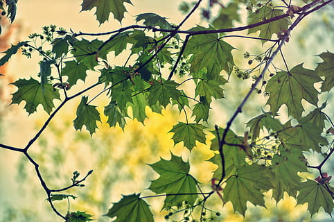 Polònia, bialystok, verd, primavera, parc, fons de pantalla, fons de pantalla hd, arbre, naturalesa, bon dia, tardor, caure, fons, full, part de la planta, planta, creixement, branca, bellesa a la natura, vista d’angle baix, primer pla, frescor, cap gent, centrar-se en primer pla, flor, planta amb flors, dia, groc, color verd, a l'aire lliure, vulnerabilitat, 4K, CC0, domini públic, lliure de regalies