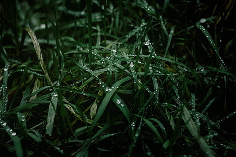 žalia žolė, augalų, flora, žolė, acanthaceae, gėlė, žiedas, paparčiai, pobūdį, žemės, džiunglėse, medis, miškas, augmenija, lauke, atogrąžų miškai, arecaceae, palmė, spygliuočių, krūmas, kukmedis, žalia spalva, lašas, vanduo, Iš arti, augimą, grožis gamtoje, šlapias, nėra žmonių, ramybė, visą kadrą, fonas, dieną, žolės peilis, žiemą, lietus, ledas, rasa, Grynumas, lydymas, 5K, CC0, Viešasis domenas, nemokamai