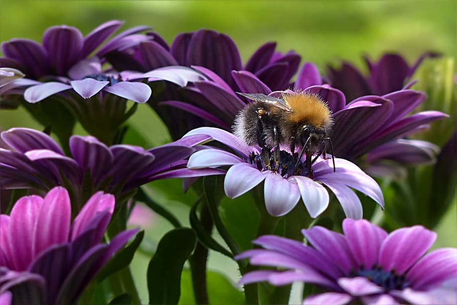 selektiv, fokus fotografering, lilla, blomstrede blomster, smuk, bi, flor, blomstrende, blomstre, lyse, tæt på, farve, delikat, Mark, blomster, have, vækst, honning, insekt, makro, natur, nektar, kronblade, plante, pollen, bestøvning, sæson, sommer, blomst, blomstrende plante, skrøbelighed, kronblad, skønhed i naturen, sårbarhed, friskhed, dyre temaer, blomsterhoved, hvirvelløse, dyr, et dyr, dyreliv, dyr i naturen, humlebi, ingen mennesker, 2K