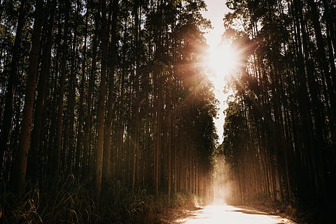 i raggi del sole, alberi, luce, bagliore, luce del sole, albero, pianta, sentiero, giungla, brasile, brasil, eucalipto, sol, tramonto, Arvores, sole, Borba, viaggio, poeira, per il sol, Fumo, floresta, foresta, terra, la tranquillità, bellezza nella natura, natura, crescita, riflesso lente, nessuno, scena tranquilla, raggio di sole, scenics - natura, tronco d'albero, tronco, scena non urbana, bosco, direzione, all'aperto, streaming, luminosa, 5K, CC0, dominio pubblico, privo di copyright