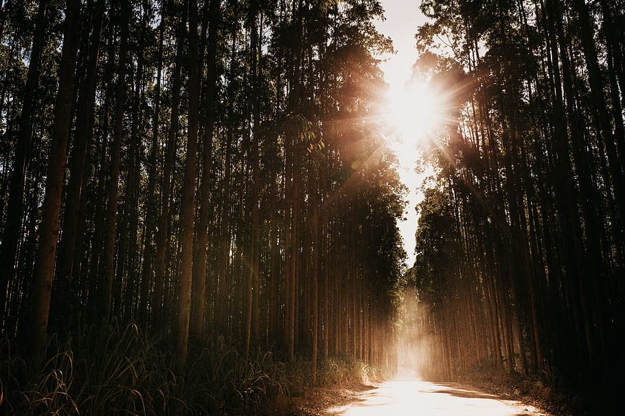 els raigs del sol, arbres, llum, flamarada, llum solar, arbre, planta, Camí, jungla, Brasil, eucalipto, sol, posta de sol, arvores, borba, viatjar, poeira, por do sol, fum, floresta, bosc, terra, tranquil·litat, bellesa a la natura, naturalesa, creixement, flare de la lent, cap gent, escena tranquil·la, raig de sol, escenics - natura, tronc de l'arbre, tronc, escena no urbana, direcció, a l'aire lliure, streaming, brillant, 5K