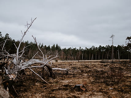 naken, tre landskapsfelt, tre, anlegg, himmel, land, natur, ro, felt, rolig scene, ingen folk, sky - himmel, ikke-urbane scene, landskap, dag, miljø, skog, tre - materiale, naturskjønnhet - natur, skjønnhet i naturen, utendørs, død plante, 8K, CC0, offentlig domene, opphavsrett gratis