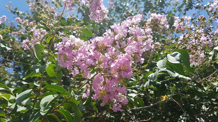 Baum, Exappiah, Blumen, blühende Pflanze, Blume, Pflanze, Wachstum, Frische, Zerbrechlichkeit, Verletzlichkeit, Schönheit in der Natur, Pflanzenteil, Blatt, Natur, Tag, Nahansicht, lila, keine Leute, pinke Farbe, Sonnenlicht, Blütenblatt, Botanik, Blütenkopf, Frühling, draußen, Lavendel, 4K