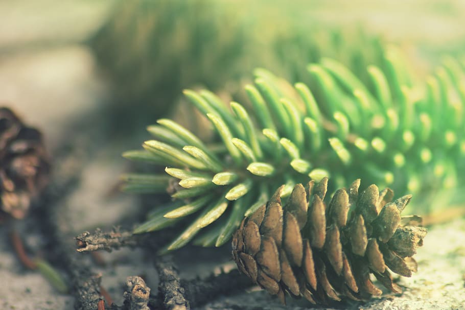 pinya de pi, naturalesa, creixement, planta, primer pla, flor, bellesa a la natura, cap gent, dia, enfocament selectiu, planta amb flors, color verd, centrar-se en primer pla, frescor, fragilitat, vulnerabilitat, a l'aire lliure, terra, camp, planta suculenta, botànica, cap de flor, arbre de coníferes, 5K