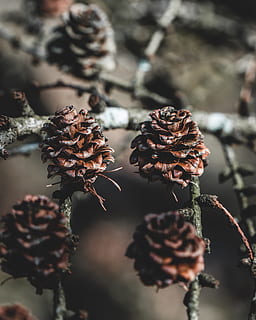 pinecone strom, rostlina, detail, zaměřit se na popředí, krása v přírodě, nikdo, sušené rostliny, suchý, šiška, selektivní zaměření, den, Příroda, růst, hnědý, květ, mrtvá rostlina, klid, venku, zranitelnost, křehkost, zvadlá rostlina, suší se, jehličnatého stromu, 4K, CC0, veřejná doména, bez autorských práv