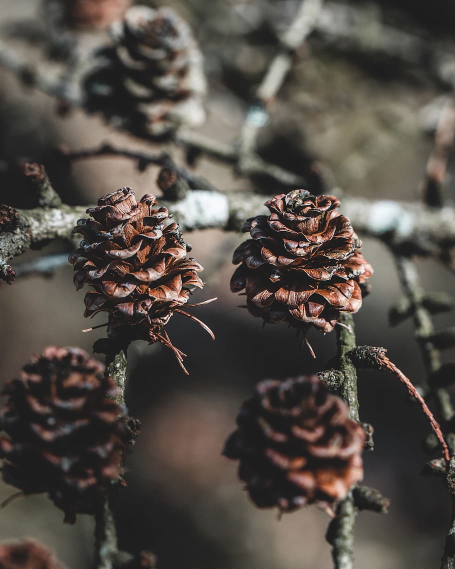 pinecone strom, rostlina, detail, zaměřit se na popředí, krása v přírodě, nikdo, sušené rostliny, suchý, šiška, selektivní zaměření, den, Příroda, růst, hnědý, květ, mrtvá rostlina, klid, venku, zranitelnost, křehkost, zvadlá rostlina, suší se, jehličnatého stromu, 4K