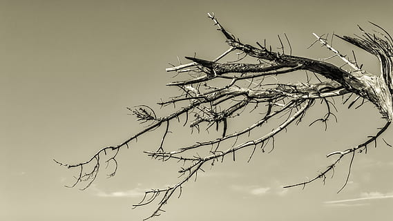 albero, ramo, asciutto, morto, tramonto, del desktop, natura, silhouette, cielo, pianta, albero nudo, Inquadratura dal basso, nessuno, bellezza nella natura, la tranquillità, nuvola - cielo, all'aperto, giorno, scenics - natura, crescita, scena tranquilla, uccello, pianta morta, 5K, CC0, dominio pubblico, privo di copyright
