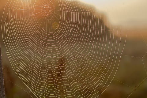 паутина, подсветка, Web, хитросплетения, нежный, хрупкое, паук, закрыть, роса, макрос, свет, Моргентау, макросъемка, сети, Spring Lake, шаблон, крупный план, хрупкость, нет людей, природа, естественный рисунок, красота в природе, уязвимость, сосредоточиться на переднем плане, день, сложность, Солнечный лучик, концентрический, на открытом воздухе, запутанность, полный кадр, фоны, воды, 5K, CC0, общественное достояние, роялти бесплатно