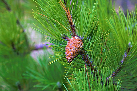 bozzolo, foresta, albero, natura, pianta, colore verde, crescita, Pino, pigna, albero di conifere, avvicinamento, bellezza nella natura, nessuno, Pinaceae, giorno, ago - parte vegetale, all'aperto, terra, concentrarsi sulle conoscenze acquisite, messa a fuoco selettiva, la tranquillità, foglia, 5K, CC0, dominio pubblico, privo di copyright