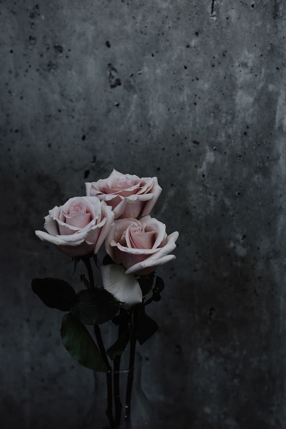 tre lyserøde roser, blomst, blomstrende plante, plante, skønhed i naturen, friskhed, sårbarhed, skrøbelighed, kronblad, blomsterhoved, tæt på, blomsterstand, Rose, rosenblomst, natur, ingen mennesker, lyserød farve, vækst, fokus på forgrunden, indendørs, dag, blødhed, 4K