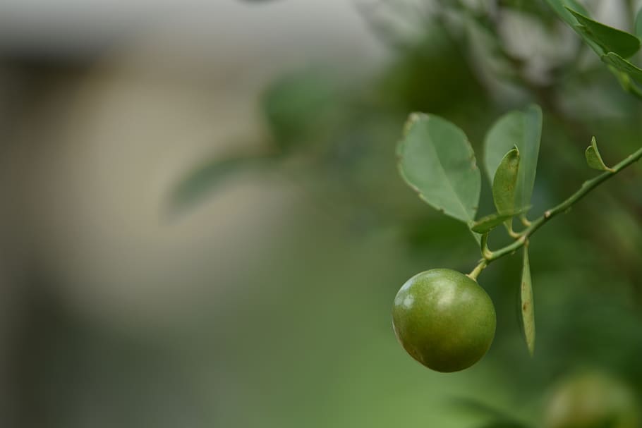 arbre, llimona, llimonada, taronja, verd, full, fulles, borrós, fons, planta, naturalesa, natural, orgànic, vegà, botànic, calma, llis, fresc, còmode, spa, fruita, part de la planta, color verd, menjar i beguda, alimentació saludable, menjar, creixement, frescor, primer pla, enfocament selectiu, cap gent, dia, centrar-se en primer pla, branca, a l'aire lliure, benestar, madur, 5K