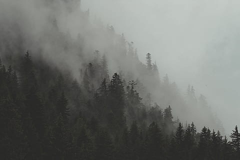 Foto, grøn, bladede, træer, bjerg, Skov, træ, tåge, Sky, mørk, fyrretræ, tåget, natur, tyk, monokrom, sort og hvid, landskab, skygge, damp, smog, dug, fransk alp, udendørs, scenics, vinter, vejr, skønhed i naturen, morgen, baggrunde, hvid, ingen mennesker, himmel, sæson, sne, 5K, CC0, offentligt domæne, royaltyfrie