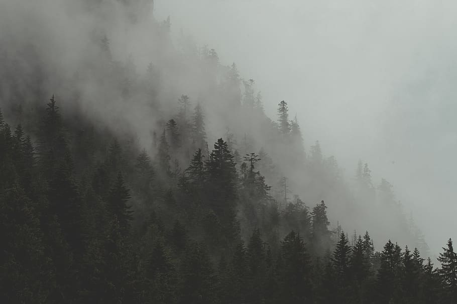 foto, verd, fulles, arbres, muntanya, bosc, arbre, boira, núvol, fosc, pi, naturalesa, espés, monocroma, blanc i negre, paisatge, ombra, vapor, smog, rosada, alp francès, a l'aire lliure, escenics, hivern, temps, bellesa a la natura, al matí, fons, blanc, cap gent, cel, avet, temporada, neu, 5K