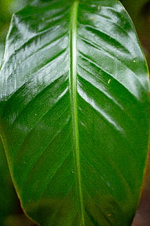 foglia verde, biologia, botanico, luminosa, avvicinamento, far cadere, freschezza, giardino, verde, crescita, foglia, lussureggiante, macro, natura, all'aperto, fotosintesi, estate, colore verde, parte vegetale, nessuno, pianta, bellezza nella natura, giorno, modello naturale, botanica, le foglie, concentrarsi sulle conoscenze acquisite, acqua, vena fogliare, la tranquillità, foglia di palma, purezza, 5K, CC0, dominio pubblico, privo di copyright