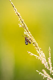 owad na kwiat, pluskwa, owad, mało, bezkręgowy, roślina, zwierzęta na wolności, zwierzęca przyroda, tematy zwierzęce, zwierzę, piękno natury, jedno zwierzę, kruchość, zbliżenie, Natura, dzień, wzrost, kwiat, skupić się na pierwszym planie, żadnych ludzi, wrażliwość, roślina kwitnąca, świeżość, na dworze, zapylanie, 5K, CC0, domena publiczna, darmowe zdjęcia