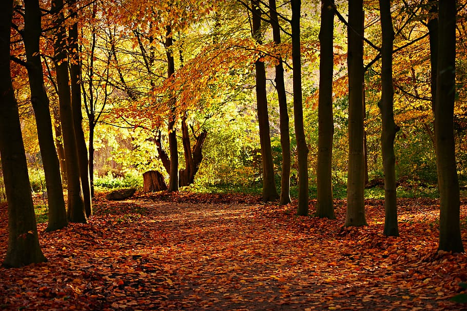 arbres, fila, arbre folrat, carril, parc, colors de la tardor, llum solar, paisatge, arbre, tardor, bosc, planta, tranquil·litat, tronc, terra, tronc de l'arbre, canvi, direcció, naturalesa, escena tranquil·la, el camí a seguir, bellesa a la natura, creixement, full, dia, sendera, escenics - natura, cap gent, a l'aire lliure, treelined, fulles, caure, 4K