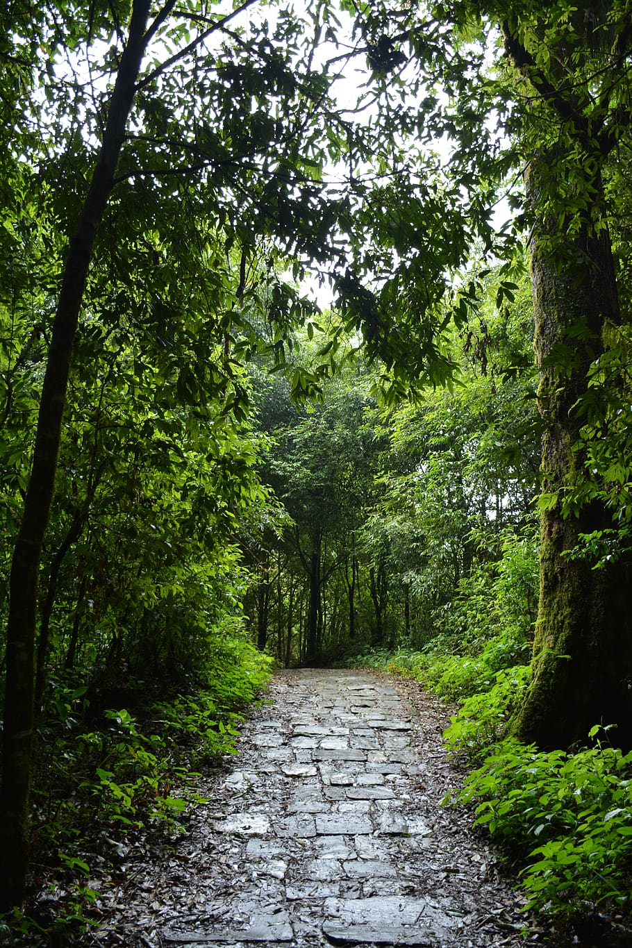 Índia, ravangla, camí de pedra, Camí, verd, muntanyes, arbres, ruta de trekking, carretera, ruta, caminada, bosc, arbre, planta, creixement, direcció, el camí a seguir, color verd, terra, naturalesa, sendera, bellesa a la natura, dia, cap gent, tranquil·litat, exuberant fullatge, fullatge, escenics - natura, escena no urbana, a l'aire lliure, escena tranquil·la, perspectiva decreixent, copa de l'arbre, 5K